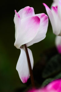 季節の花