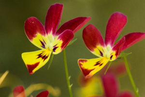 季節の花