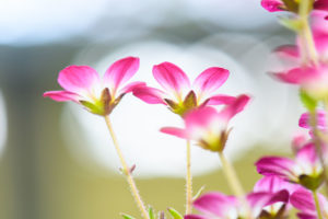 季節の花