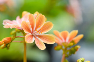 季節の花