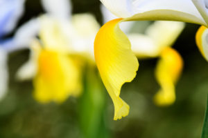 季節の花
