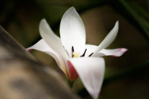 季節の花
