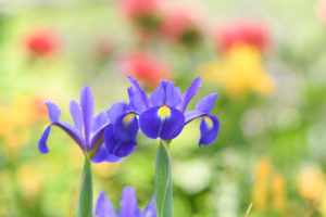 季節の花の写真