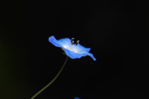 季節の花の写真