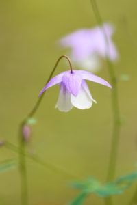 季節の花の写真