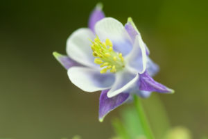 季節の花の写真