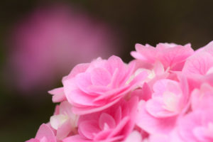 季節の花の写真
