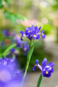 季節の花の写真