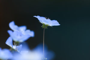 季節の花の写真