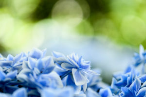 季節の花の写真