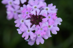 季節の花