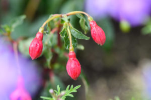 季節の花