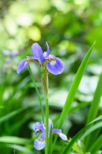 季節の花