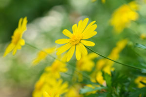 季節の花