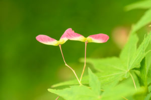 季節の花