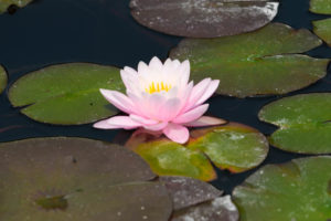 季節の花