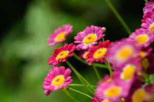 季節の花