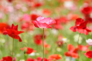 季節の花