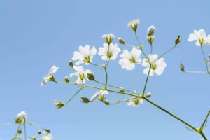 季節の花の写真