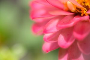 季節の花の写真