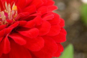 季節の花の写真
