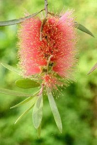 季節の花の写真