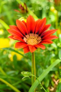 季節の花の写真