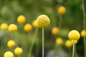季節の花の写真