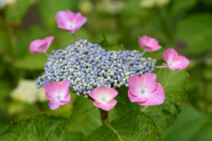 紫陽花の写真