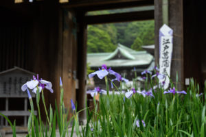 菖蒲の写真