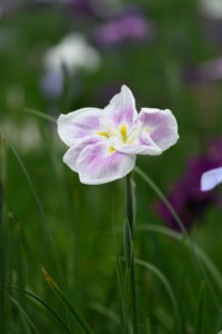 菖蒲の写真