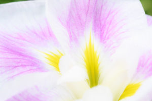 菖蒲の写真
