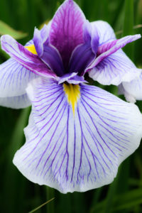 菖蒲の写真