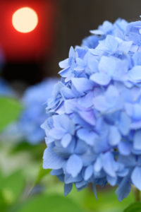 紫陽花の写真