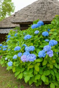 紫陽花の写真