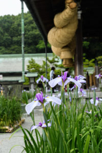 菖蒲の写真