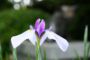 菖蒲の写真