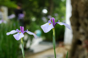 菖蒲の写真