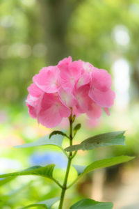 紫陽花の写真