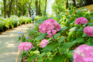 紫陽花の写真