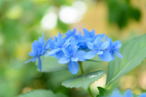 紫陽花の写真
