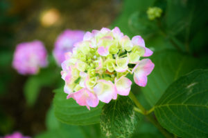 紫陽花の写真
