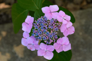 紫陽花の写真