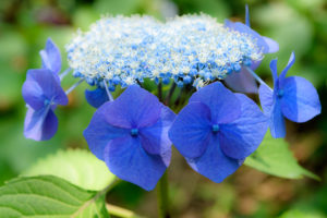 紫陽花の写真