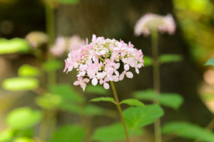 紫陽花の写真
