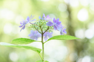 紫陽花の写真