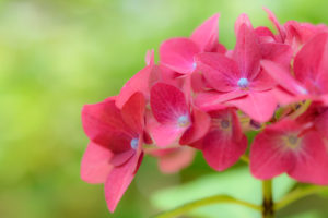 紫陽花の写真