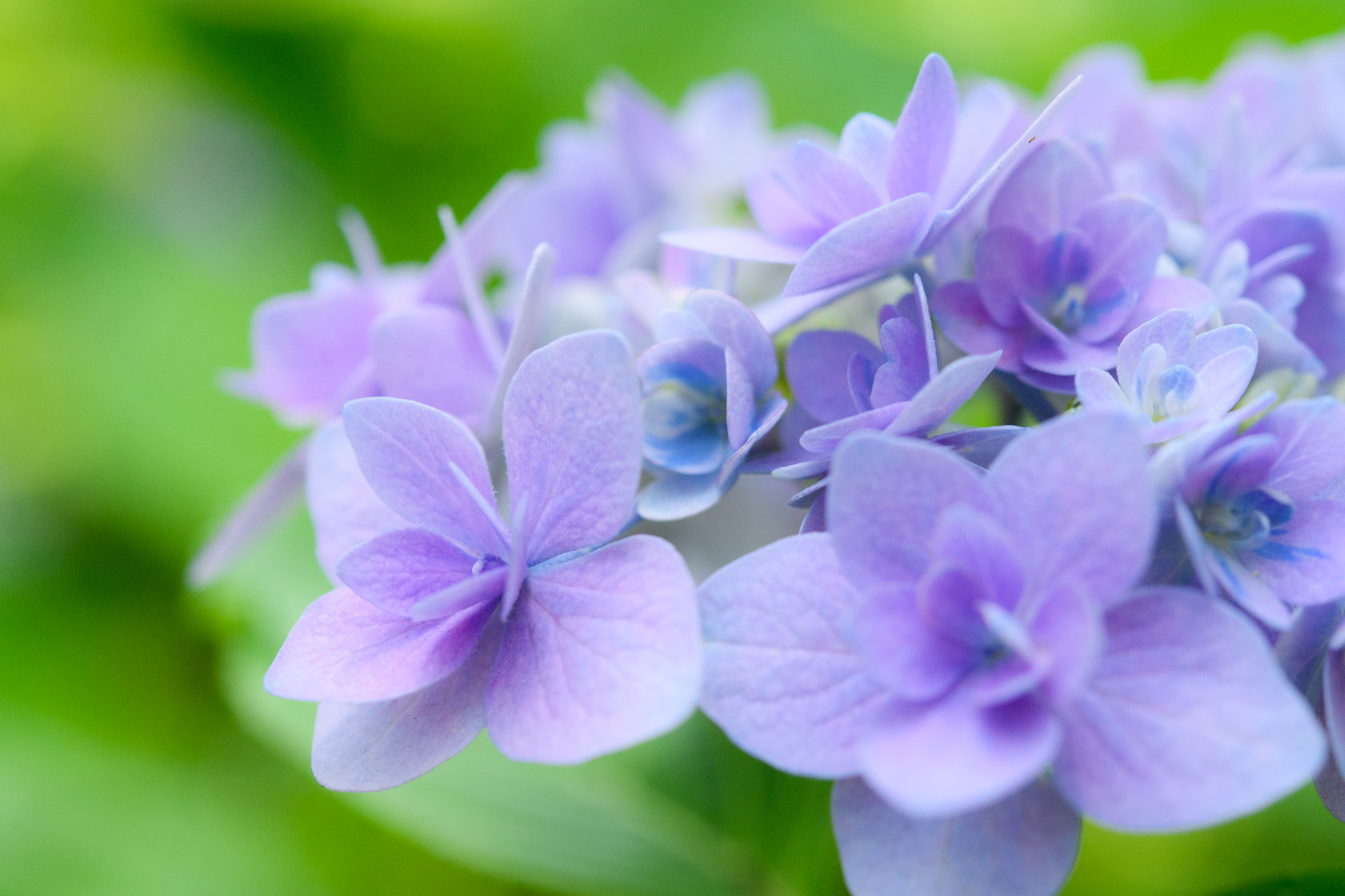 紫陽花Ⅱ 筥崎宮あじさい苑（2022年6月15日） | 花の時間｜写真集