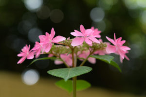 紫陽花の写真