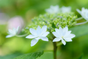 紫陽花の写真